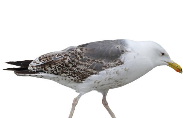 istock Yellow-legged Gull isolated on white. Larus michahellis 2161964613