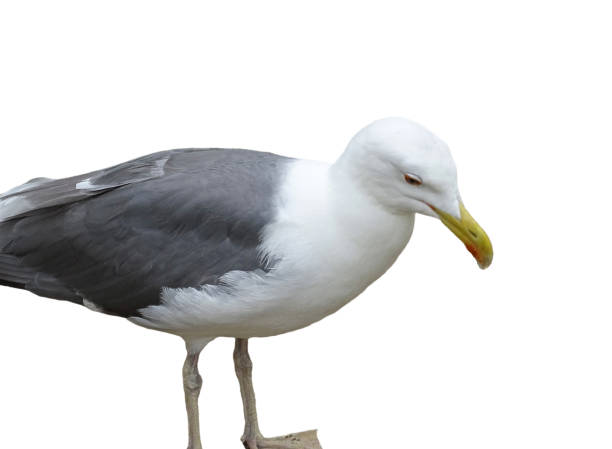 istock Yellow-legged Gull isolated on white. Larus michahellis 2161964614