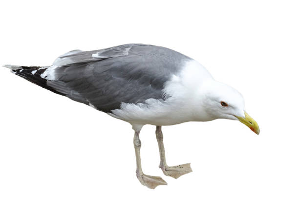 istock Yellow-legged Gull isolated on white. Larus michahellis 2161964620