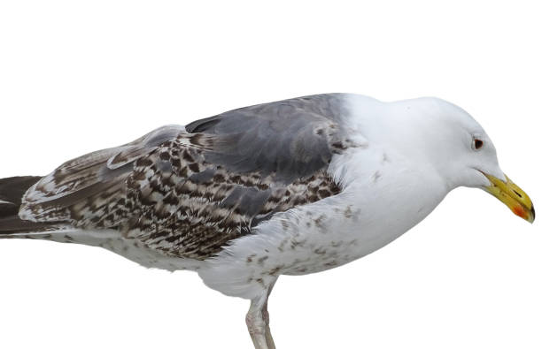 istock Yellow-legged Gull isolated on white. Larus michahellis 2161964624