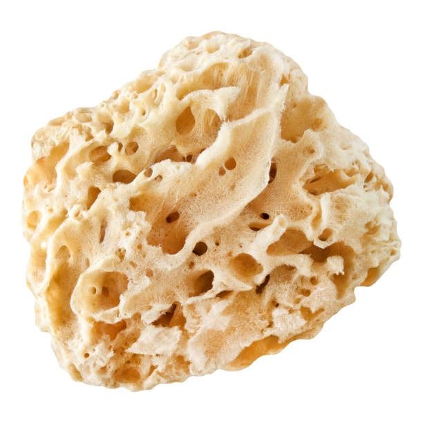 Natural Body Sea Sponge isolated on white background