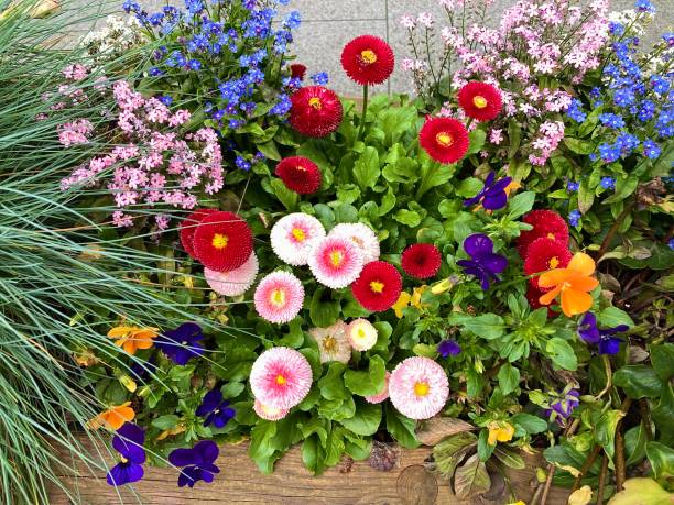 Multicoloured flowers blossoming in spring