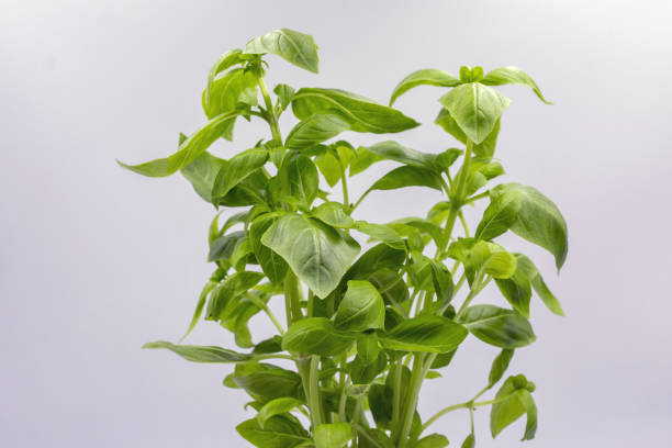 istock Studio shoot of fresh green basil bush closeup. 2161965758