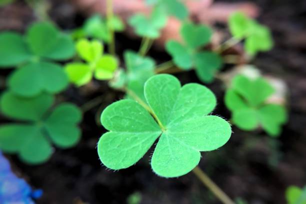 istock close up view of Water clover blurry background 2161967349