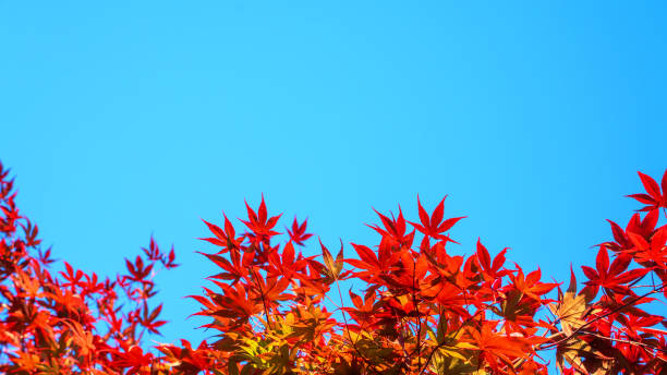 istock A blue sky with a branch of red maple leaves. 2161968766