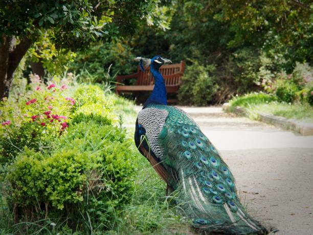 istock Vibrant peacock with its colorful feathers displayed in a lush garden 2161969804