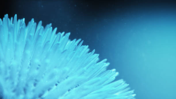 3d Render Sea Anemones in the Blue Depths (Depth Of Field)