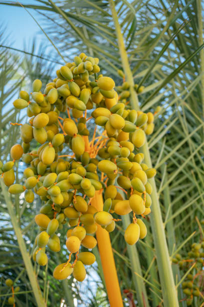 Green unripe dates fruit clusters on date palm close up. Vertical photo.