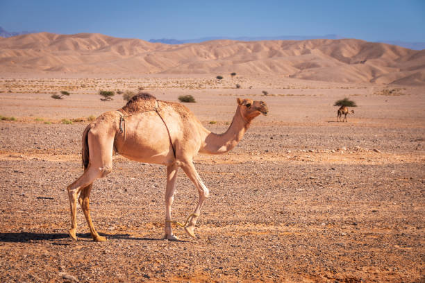 istock A camel in a desert in Jordan 2161971392