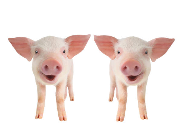 two smiling piglet  isolated on white background