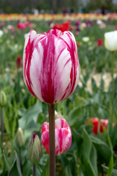 istock Bright red tulip in a sunny meadow with blurry background 2161971921