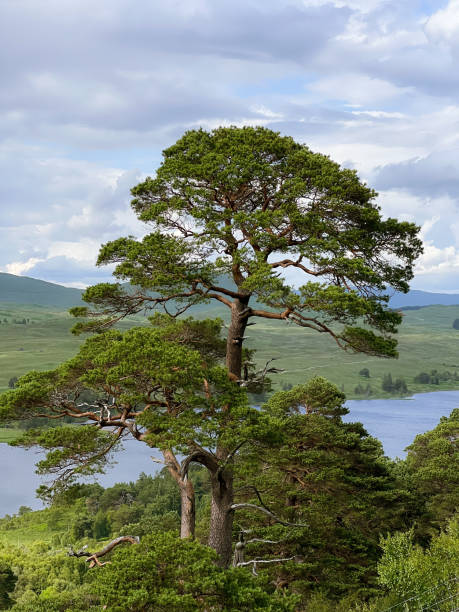 Scots pine (Pinus sylvestris) near Loch Tulla in the Scottish Highlands