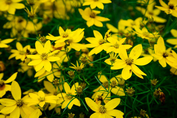 istock Yellow Coreopsis Verticillata Flowers Wallpaper Background, Whorled Tickseed, Floral Pattern for Nature-Themed Decoration, Vibrant Yellow Blooms for Garden-Inspired Wallpaper or Desktop Background 2161972855