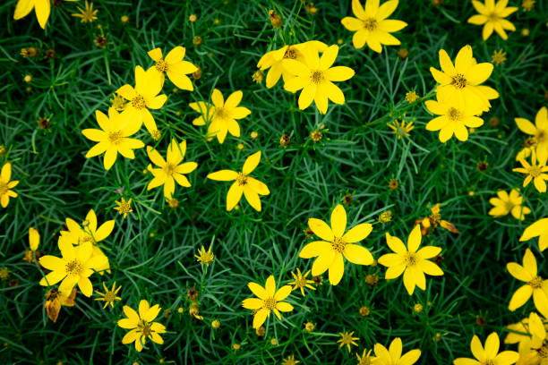 istock Yellow Coreopsis Verticillata Flowers Wallpaper Background, Whorled Tickseed, Floral Pattern for Nature-Themed Decoration, Vibrant Yellow Blooms for Garden-Inspired Wallpaper or Desktop Background 2161972893