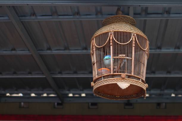 istock old wooden bird cage 2161973847