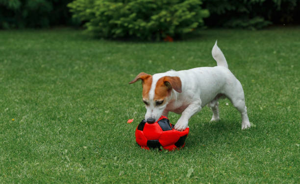 The dog is playing with a red ball, chewing and gnawing on it.
