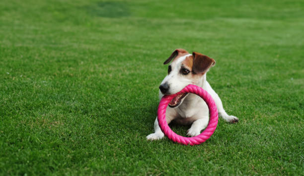 istock A dog playing with a toy on the grass. 2161974041