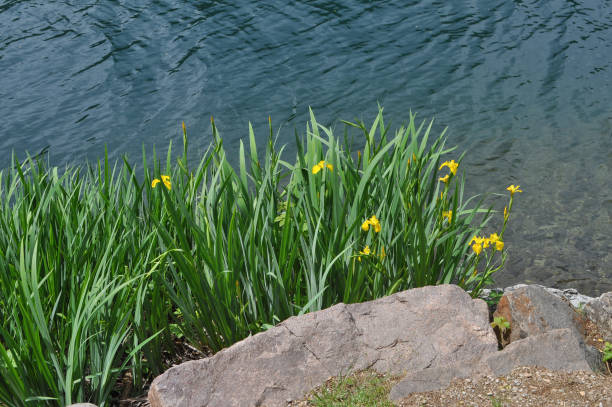 istock daffodil yellow flower scient. name Narcissus 2161974985