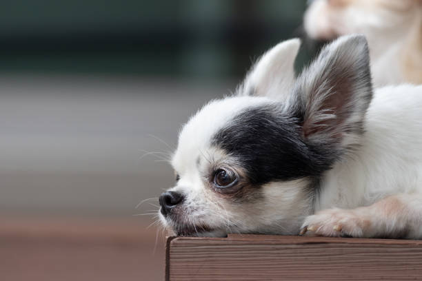 istock A small white and black dog is laying on a wooden surface 2161976038