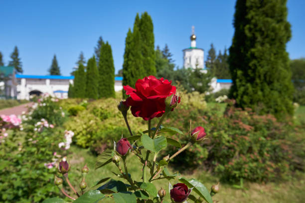 Roses at Agiou panteleimonous monastery in Penteli, Greece.