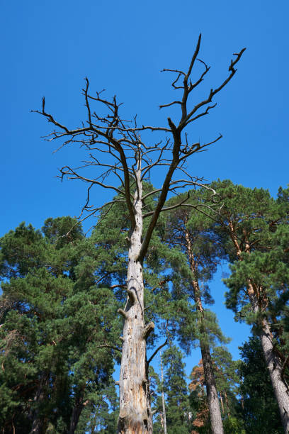 A withered pine tree in the forest against a blue sky on a sunny day