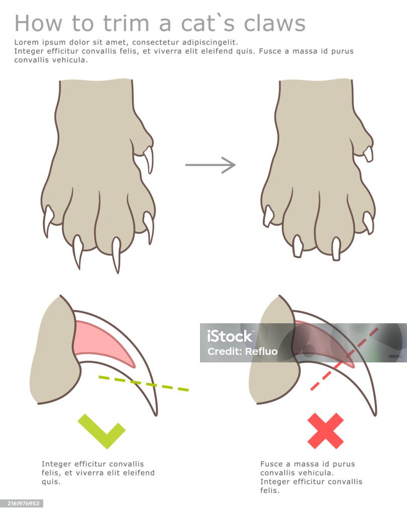 How To Cut Cat Nails Right Illustration Stock Illustration - Download ...
