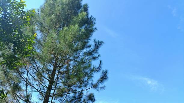istock fir trees against a bluish sky background 2161977834
