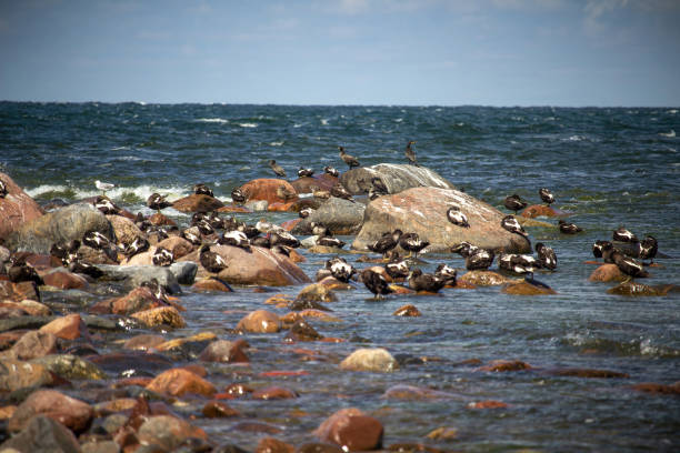 Bird meeting. A black double crested cormorant sits on a rock and drying feathers near the sea shore with ducks, Baltic sea