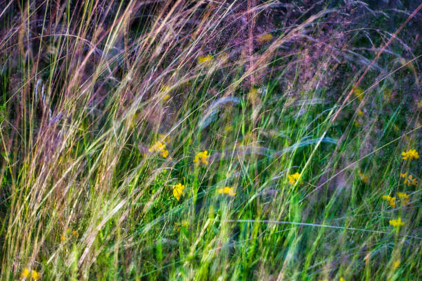 Free Stock Photo of Field of Tall Grass Covered in Yellow Flowers ...