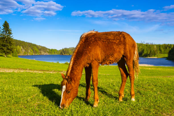 Horse grazing in the meadow.