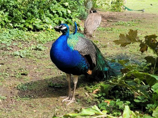 istock The life of peacocks 2161979429