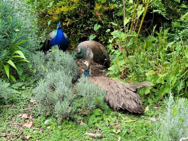 istock The life of peacocks 2161979687