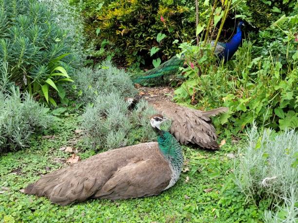 istock The life of peacocks 2161979691