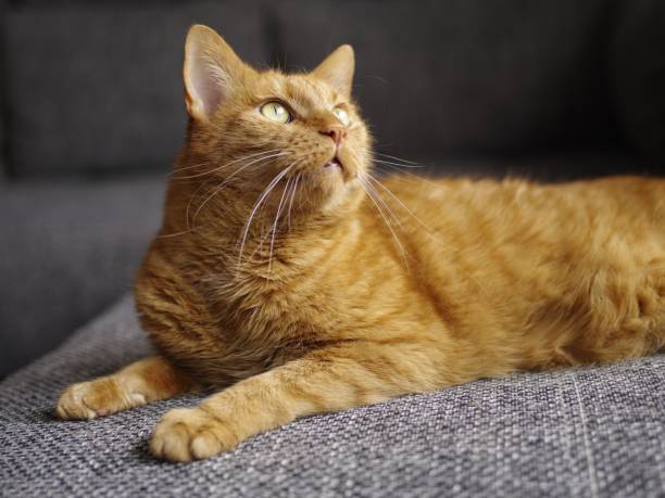 istock Cute ginger tabby cat is lying on a sofa at home and loking away. 2161979920