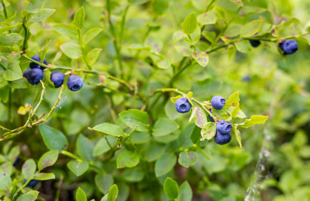 istock Ripe blueberries on a bush in the mountains. 2161980711