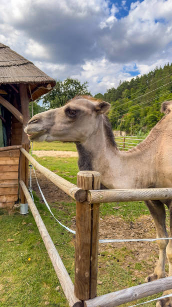 istock Portrait of a double-humped camel, or bactrianwith a coat on a sunny day 2161982713
