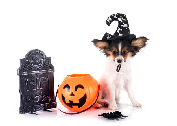 puppy papillon dog in front of white background