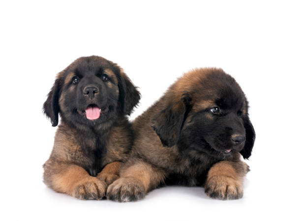 istock puppies Leonberger in studio 2161985717