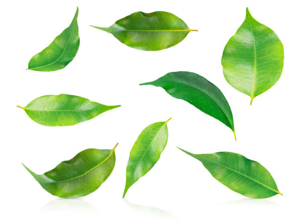 Green Fresh Leaves Isolated on White