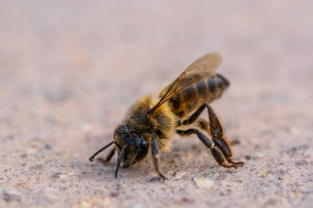 istock bee in bad condition lies on the floor 2161985837