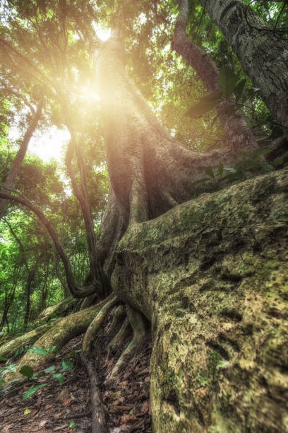istock The largest tree with roots supporting the trunk in the Thai rainforest. Image of the concept of conservation of nature and the environment. 2161986134