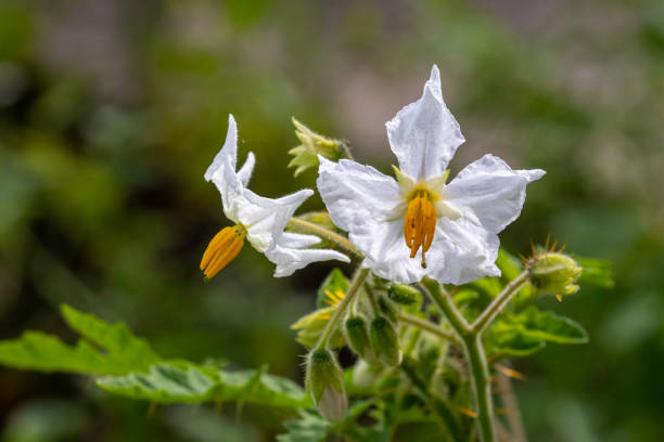 Close-up of a Sticky Nightshade flower