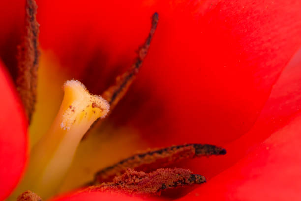 It contains in its heart this intimate place where reproduction takes place