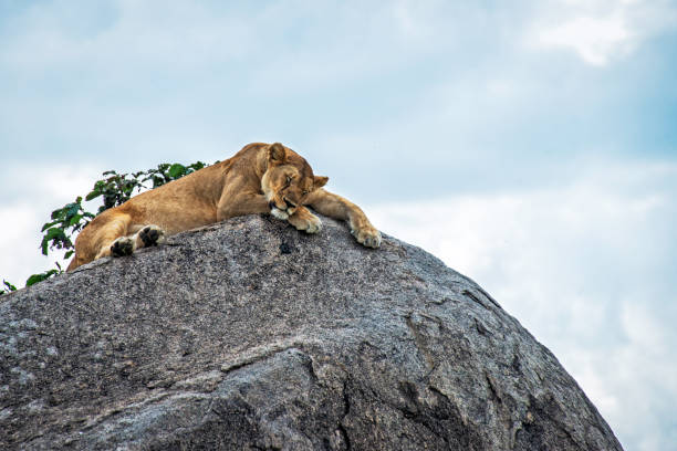 istock Lioness Taking an Afternoon Nap 2161987827