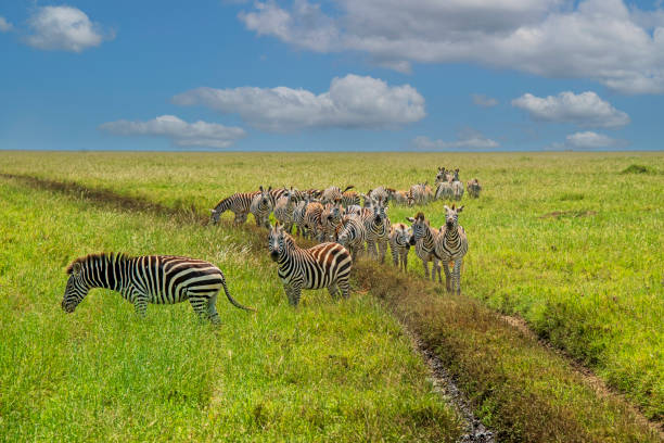 istock Migrating Zebras in the Serengeti 2161987868