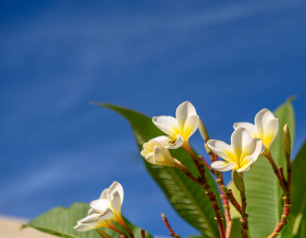 istock white tropical flowers against a blue sky 1 2161988059