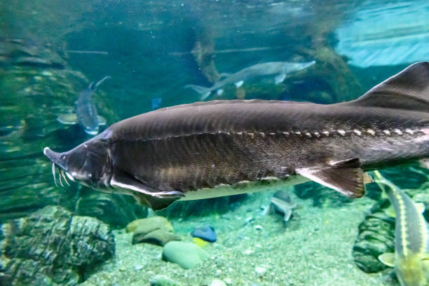 istock Large Beluga fish also known as great sturgeon or huso huso is swiming underwater. 2161988367