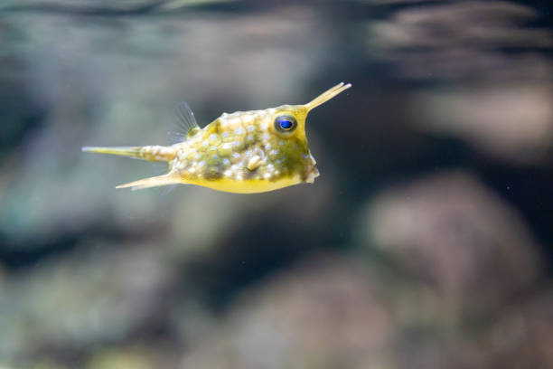 Yellow boxfish or Cubicus boxfish in a tank