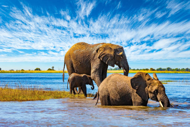 Elephants in the Chobe River