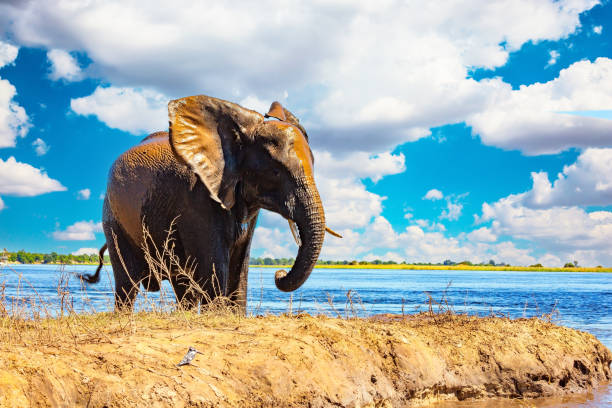 istock Huge lonely elephant came to drink 2161989840